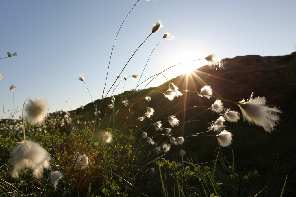 Flowers in the mountains. Sunrise. Photo.